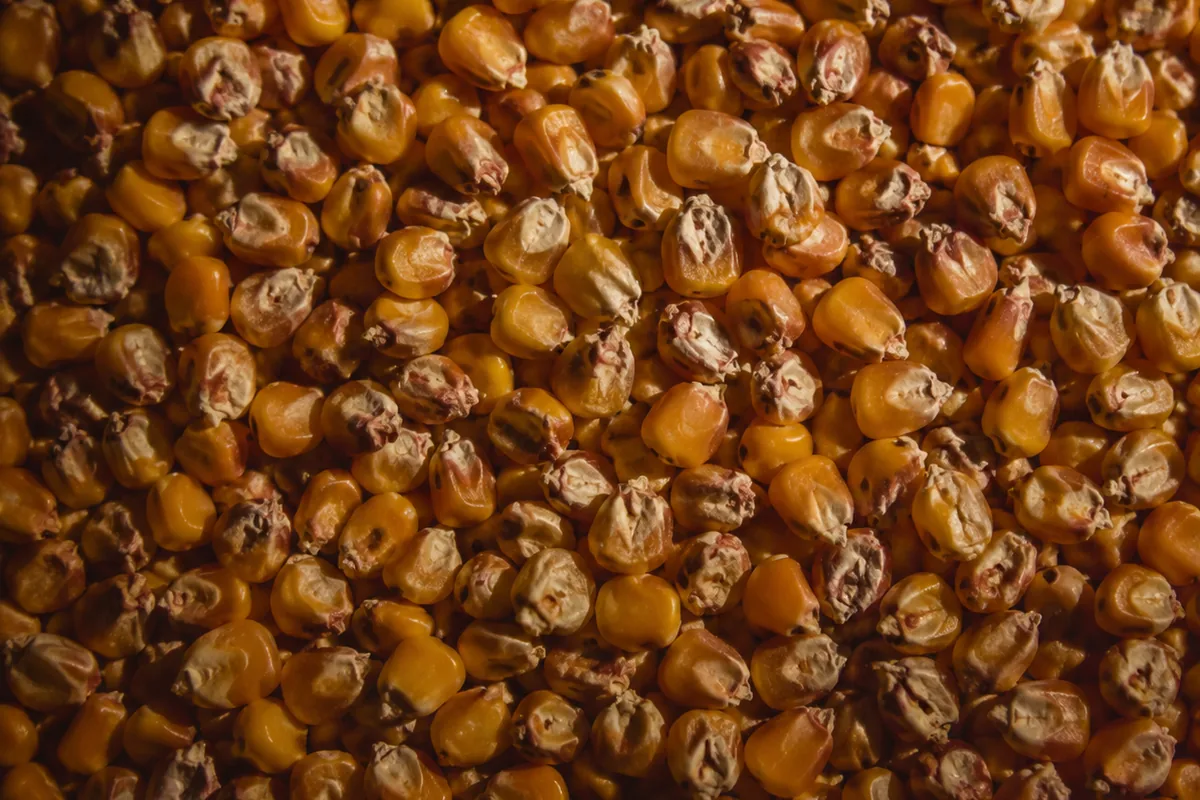 A close view of dried yellow corn kernels filling the frame on a plain surface, each kernel broad and flat, lit warmly from one side.