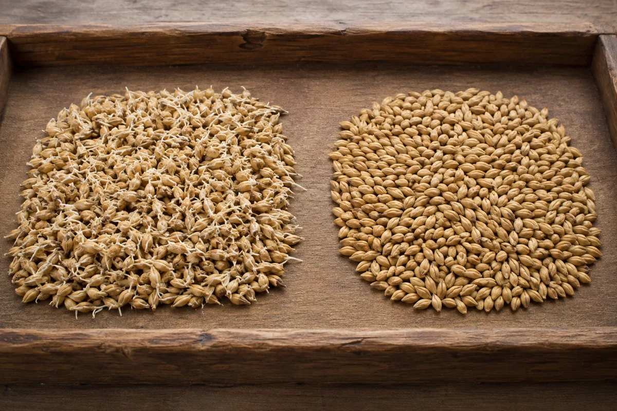 Malted barley with visible rootlets beside smooth unmalted barley grains on a plain malt-house tray