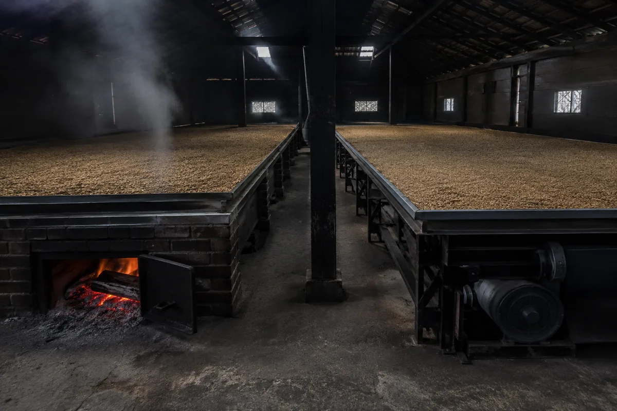 Peated and unpeated barley drying paths shown separately for Islands whisky production