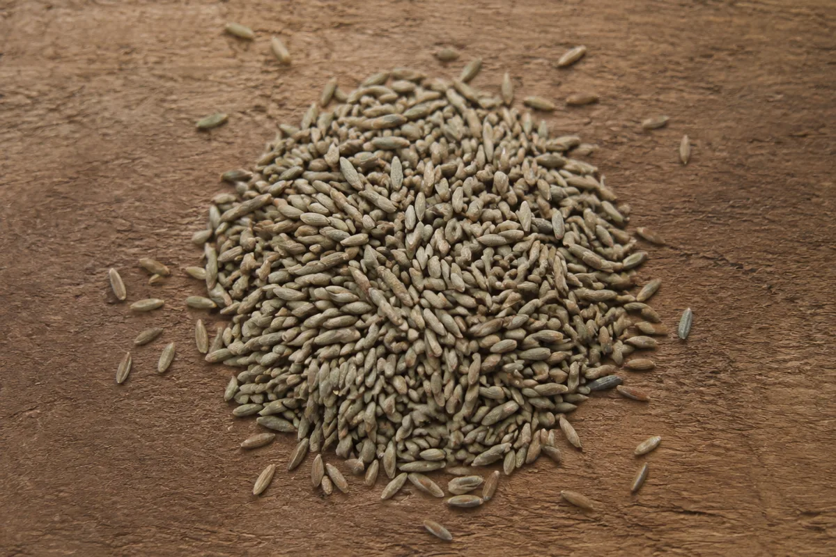 A loose heap of raw rye grain on a plain wooden board, the slender pale kernels individually visible, with no scoop or measure anywhere in the frame.
