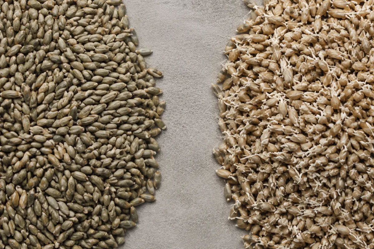 Two heaps of rye grain side by side on a plain grey surface, seen from above. The left heap is unmalted rye, hard and greenish grey. The right heap is malted rye, paler and drier with fine white rootlets attached to the corns.